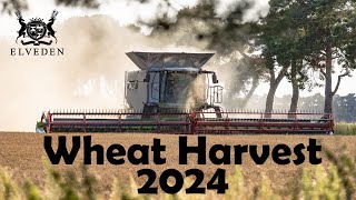 Claas Lexion 8900  Wheat Harvest 2024  Elveden Estates [upl. by Ellennod57]