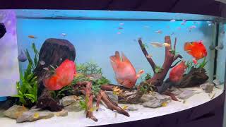 Community Tank Juwel Vision 450L Rainbow Fish Denison Barb Rams and the Boss Kingkong Parrot Fish [upl. by Nolat]