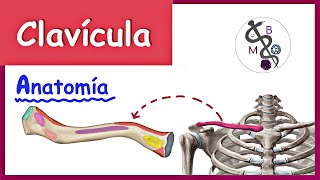 Anatomía de la CLAVÍCULA  Explicación Fácil y Dinámica [upl. by Sanyu]