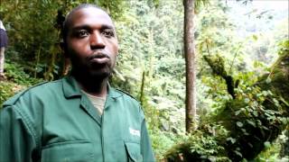 Nyungwe National Park Rwanda Tourism and Tourist Attractions Interview with Kambogo Ildephonse [upl. by Okika]