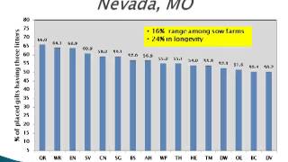 Dr Steve Pollmann  Sow lifetime productivity [upl. by Saunders]