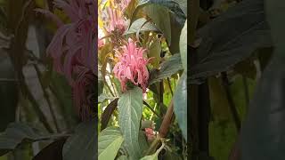 Hoy hablo de justicia carnea justiciacarnea plantassubtropicales flores plantasornamentales [upl. by Nunciata]