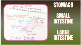 Stomach l Small Intestine l Large Intestine l NCERT l Bio Pathshala l Lec  6 [upl. by Cogen698]