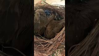 Life cycle of a bird🐦 bird birdshorts birdvideographyshortsvideoshortsbirds [upl. by Akema]