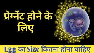 Pregnant होने के लिए अंडे का Size कितना होना चाहिए   Eggs Size For Pregnancy In Hindi [upl. by Jaf829]