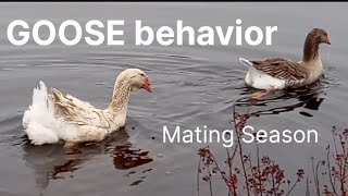 Gander Posturing Geese Have a Bad Reputation For Being Mean but are they really [upl. by Edmund]