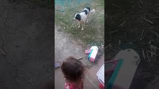 Melhor cão 🐕 amigo [upl. by Eedyak]