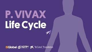 Plasmodium Vivax Life Cycle [upl. by Riancho]