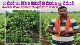 Last spray in cotton high flowering cotton పచ్చ దోమ తెల్లదొమా farming karunya agriculture [upl. by Decima375]