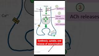 Synthesis uptake and release of acetylcholine [upl. by Ylehsa]