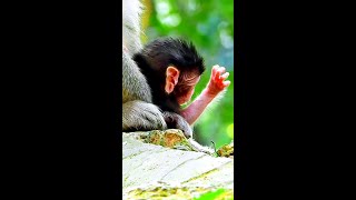 Newborn baby monkey look so adorable today [upl. by Mercy]