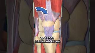 KNEE PAIN Understanding Quadriceps and Patellar Tendinopathy kneepain patella tendonitis [upl. by Teiluj]