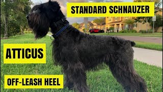 Standard Schnauzer Obedience OffLeash Heel and Recall [upl. by Nytsirk]