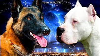 ¿Quién ganaría en una pelea de perros Pastor Belga Malinois vs Dogo Argentinoquot [upl. by Tad]