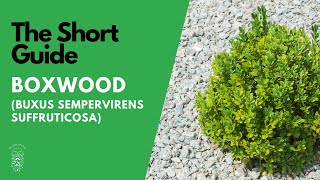 The Short Guide to the Boxwood Buxus Sempervirens [upl. by Hakan]