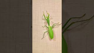 How does a giant mantis differ from a regular one mantis insects [upl. by Seftton]