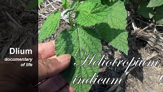 Indian heliotrope Heliotropium indicum  part 1 [upl. by Nywde]