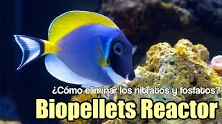 ¿Cómo eliminar los nitratos fosfatos biopellets Reactor de Bulk Reef  Mi acuario marino  Cap 4 [upl. by Hike]