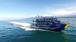 Whale Watch Kaikoura  Marine Experience 60 secs [upl. by Attenor]