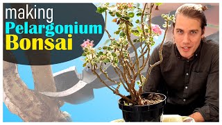 First Bonsai Styling of my Pelargonium  17 September 2023 [upl. by Enomad]