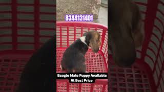 Beagle Puppy sale in Tamilnadu Kerala Chennai Bangalore tiruvallur kanyakumari Villupuram petahop [upl. by Weiler]