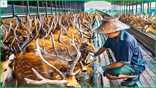 Deer farms  Millions of deer farms in China raise deer for their antlers meat processing factory [upl. by Blodgett]