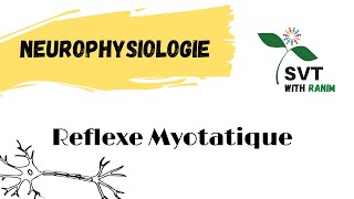 Neurophysiologie  Reflexe Myotatique  Bac SVT [upl. by Lupita]