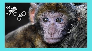 Bali Unfortunate chained baby monkeys for sale in Denpasar [upl. by Agna]