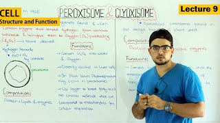 Peroxisomes and glyoxisomes structure and function Video 9 [upl. by Adnim322]