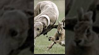 Super Speed Racing Sighthound vs White tail Hare  Galgos vs Liebres dog [upl. by Marylin]