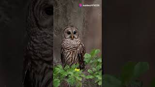 Discover Michigans Majestic Owls naturelovers facts birdconservation [upl. by Arjun]