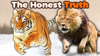 SIBERIAN TIGER vs LION  The Honest Truth [upl. by Joella]