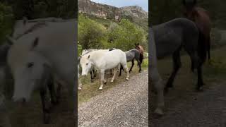 Galopando en la Naturaleza Caballos Salvajes [upl. by Allehcim]