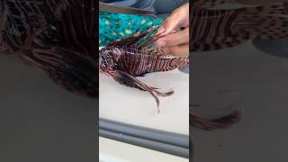 Lionfish Catch Clean amp Cook [upl. by Eanod]