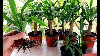 How to propagate Yucca plant from cutting [upl. by Eselahc46]