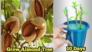 Grow Almond Tree  Grow Almond Tree From Cutting [upl. by Aver]