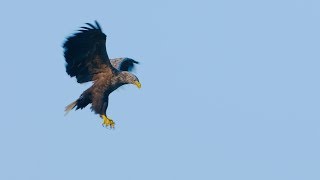 White Tailed Eagle of Finland Slowmotion GH5 4k [upl. by Tica]