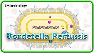 Bordetella Pertussis Animation  Microbiology USMLE Step 1 [upl. by Lorene]