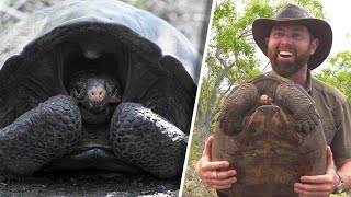 Extinct Giant Tortoise Found After 100 Years [upl. by Enirak]