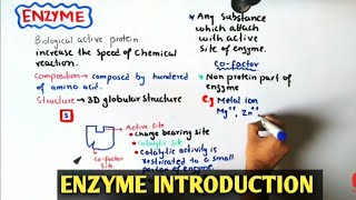 Introduction To Enzyme  Cofactor  Holoenzyme  Class 11 Biology [upl. by Irol]