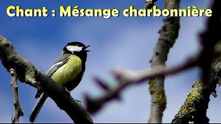 MESANGE CHARBONNIERE  Chant dOiseau [upl. by Adilem951]