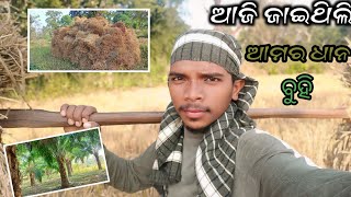 Finally ଆଜି ଆମର ଧାନ ବୁହା Start ହେଇ ଗଲା  Sambalpuri Vlogs  🙂 [upl. by Phalan328]