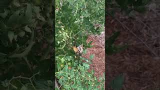 SPIDER EATING spider spiders nature nature garden gardening shorts update short updates [upl. by Fesuy]