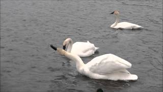 Trumpeter Swans in Slow Motion with Music [upl. by Alley]