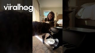 Cat Taught To Play Piano Using Classical Conditioning  ViralHog [upl. by Silber]