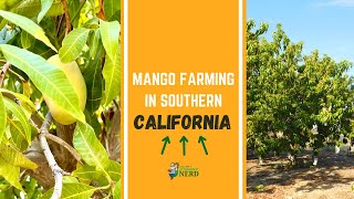 Mango Farming in California Growing Harvesting amp Packing in Southern California [upl. by Bohner804]