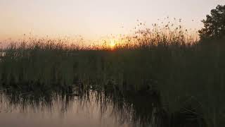 Sunset Airboat Ride at Boggy Creek Airboat Adventures [upl. by Stig476]