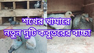 কবুতরের দুইটি বাচ্চা সমান করবেন যেভাবে  আর হবে না ছোট বড়  Master Agro BD [upl. by Lachman]