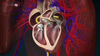 Avec Allodocteurs Traiter larythmie cardiaque grâce à la modélisation 3D [upl. by Eelitan]