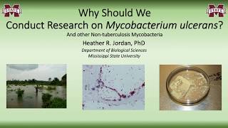 Why Should We Conduct Research on Mycobacterium ulcerans  Part I [upl. by Maxie409]